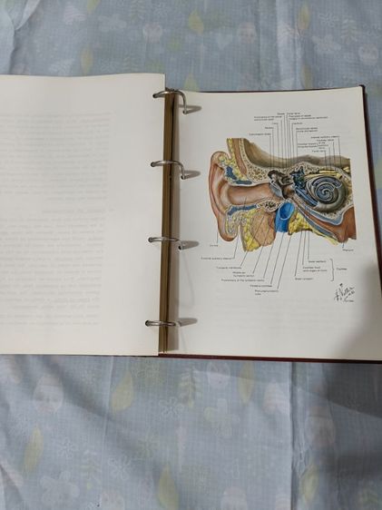 หนังสือแพทย์Manual of anatomy and physiolopy1976
 รูปที่ 6