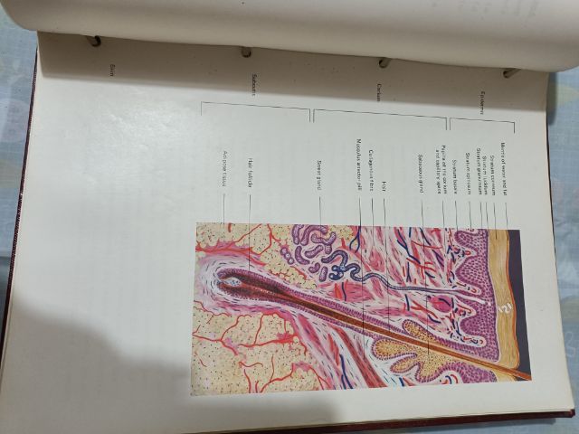 หนังสือแพทย์Manual of anatomy and physiolopy1976
 รูปที่ 7
