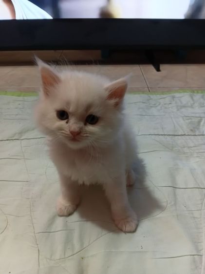 ลูกแมวเปอร์เซีย รูปที่ 4