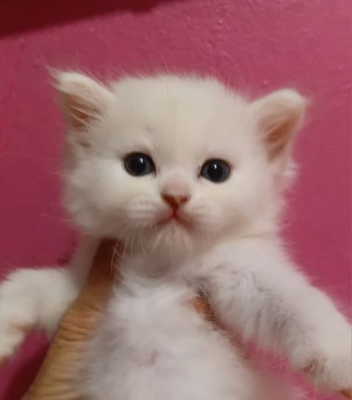 ลูกแมวเปอร์เซีย รูปที่ 7