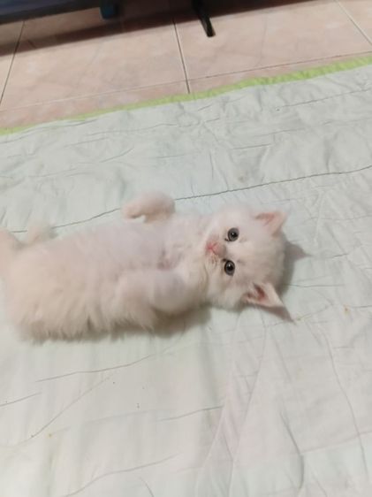 ลูกแมวเปอร์เซีย รูปที่ 5