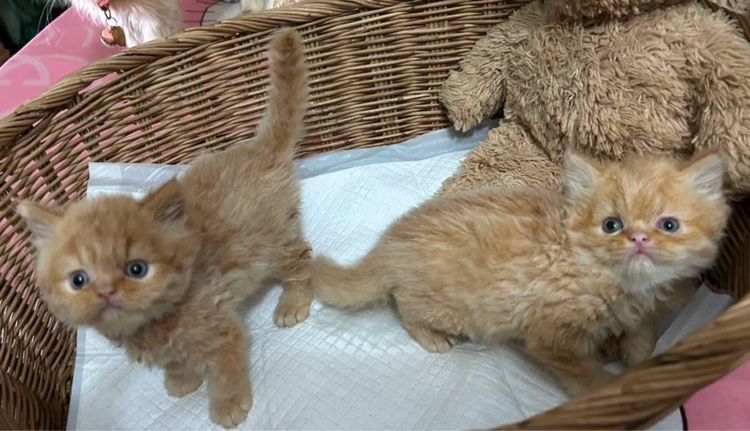 แมวเปอร์เซียผสมเอ็กโซติก