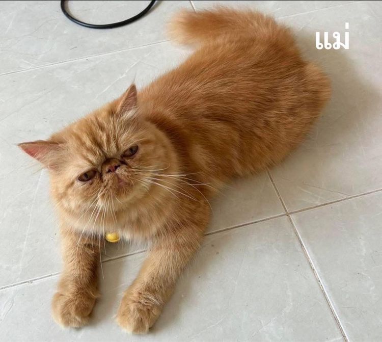 เอ็กโซติกLh รูปที่ 5