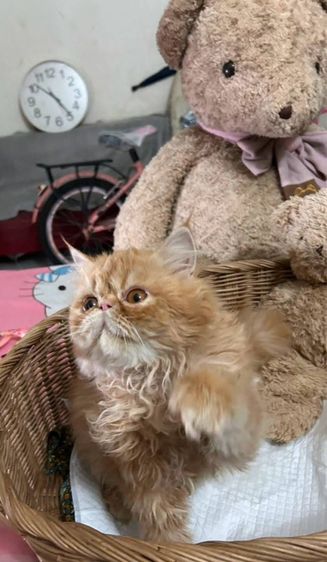 เอ็กโซติกLh รูปที่ 4