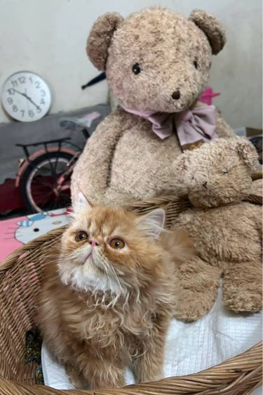 เอ็กโซติกLh รูปที่ 3