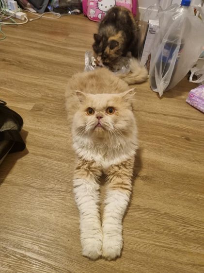 แมวเปอร์เซีย