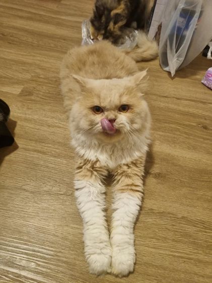 แมวเปอร์เซีย รูปที่ 3