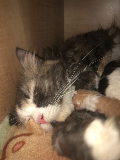 แมวเปอร์เซีย รูปที่ 4