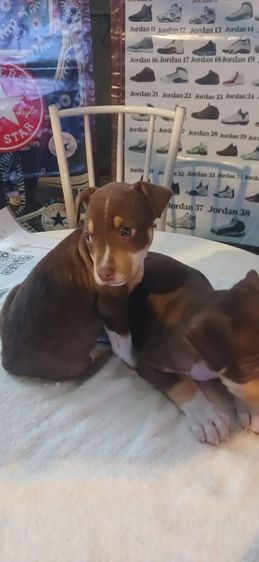 พิทบูล (Pitbull) เล็ก ลูกอเมริกันพิทบูล เด็กหญิง 2 ตัว