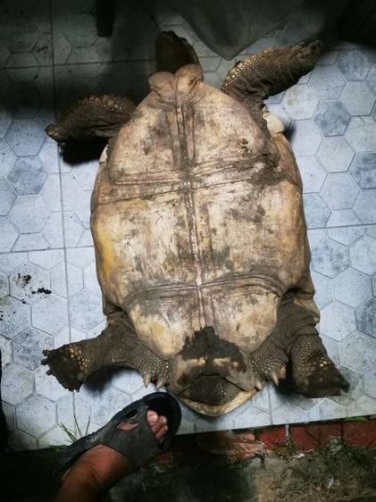 เต่าซูคาต้าเพศผู้ รูปที่ 2