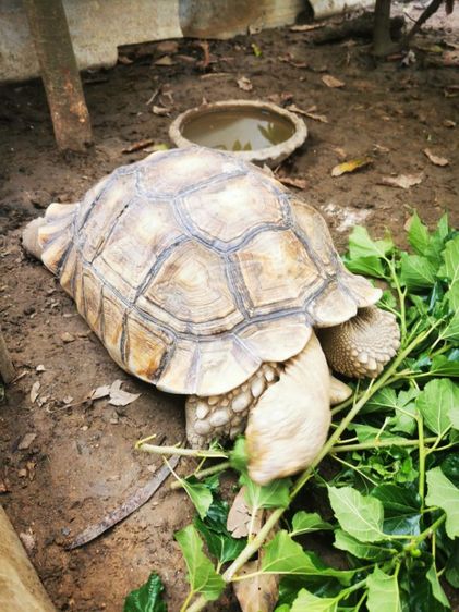 เต่าซูคาต้าเพศผู้ รูปที่ 6