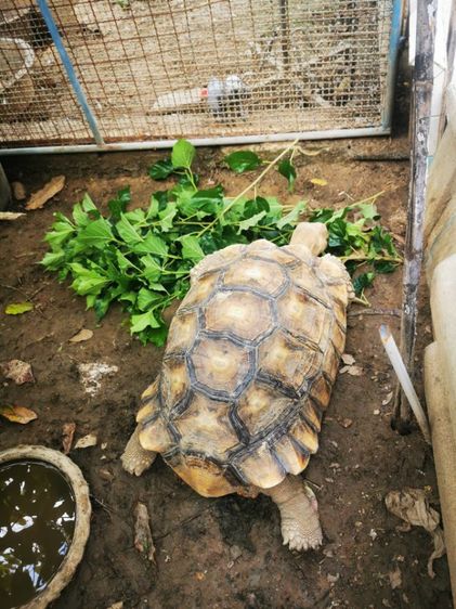 เต่าซูคาต้าเพศผู้ รูปที่ 4