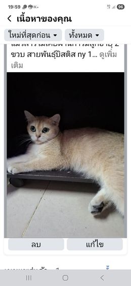 ขายแม่พันธ์แมว รูปที่ 3