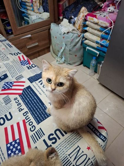 ขายแม่พันธ์แมว รูปที่ 4