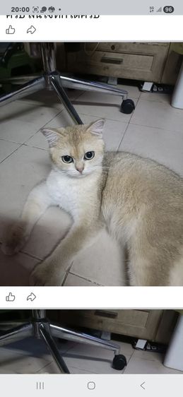 ขายแม่พันธ์แมว รูปที่ 2