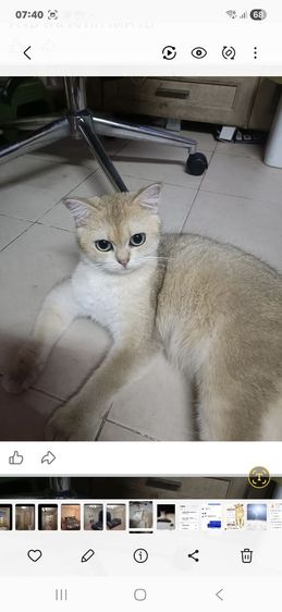 ขายแม่พันธ์แมว