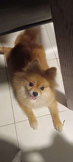 น้องหมาน่ารักเลี้ยงง่ายไม่ดุค่ะอายุ2ปีค่ะตัวเมียค่ะ รูปที่ 2