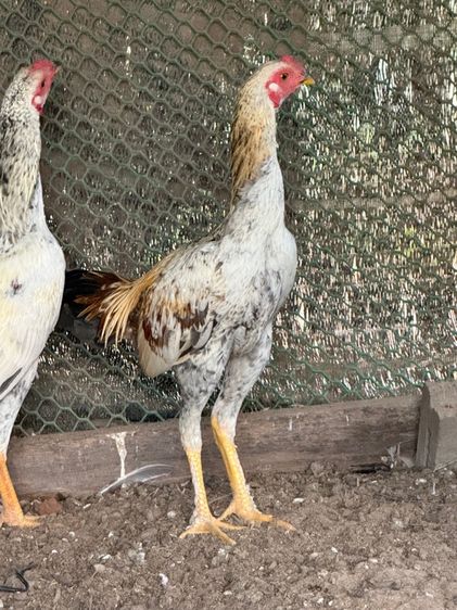 ไก่ตี รูปที่ 7