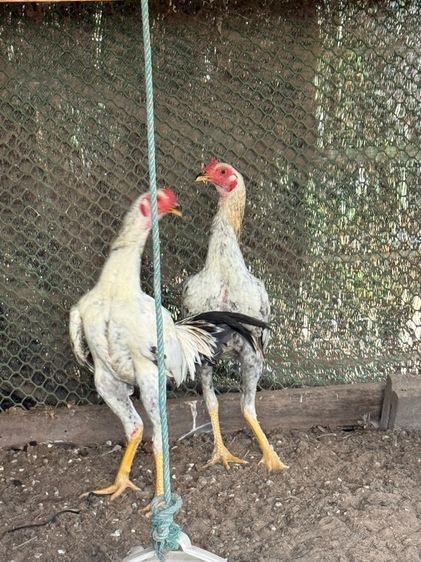 ไก่ตี รูปที่ 2