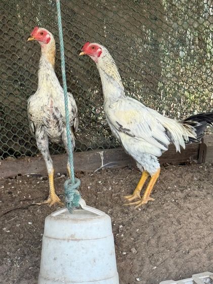 ไก่ตี รูปที่ 3