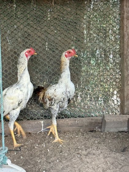 ไก่ตี รูปที่ 6