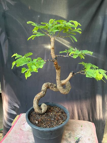 มะขามดัดบิด