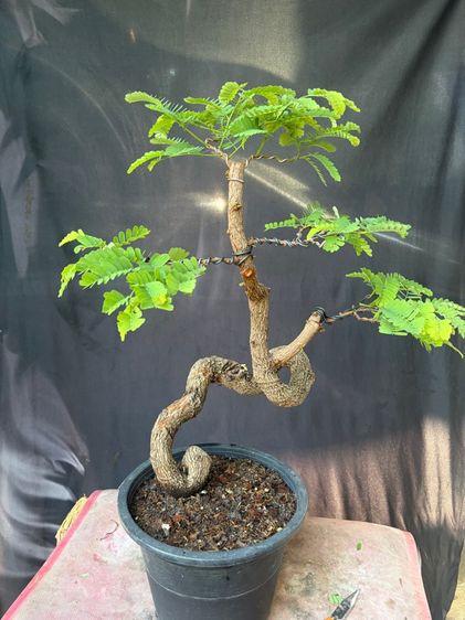 มะขามดัดบิด รูปที่ 2