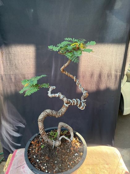 มะขามดัดบิดทรงสูง รูปที่ 2