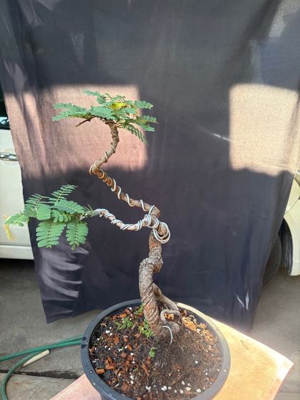 มะขามดัดบิดทรงสูง รูปที่ 3