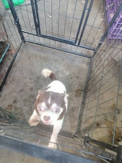 ชิวาวาเพศเมีย​อายุ 3 ปี​ไม่เคยผ่าคลอด​ไม่เคยทำหมันร่างกายแข็งแรงสมบูรณ์​ รูปที่ 4