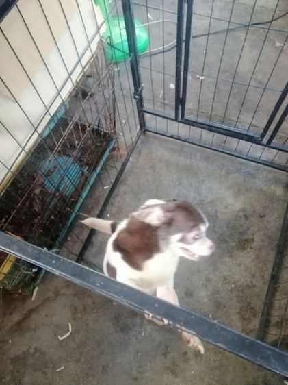 ชิวาวาเพศเมีย​อายุ 3 ปี​ไม่เคยผ่าคลอด​ไม่เคยทำหมันร่างกายแข็งแรงสมบูรณ์​ รูปที่ 10