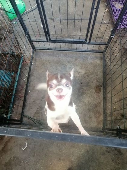 ชิวาวาเพศเมีย​อายุ 3 ปี​ไม่เคยผ่าคลอด​ไม่เคยทำหมันร่างกายแข็งแรงสมบูรณ์​