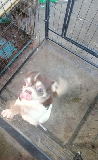 ชิวาวาเพศเมีย​อายุ 3 ปี​ไม่เคยผ่าคลอด​ไม่เคยทำหมันร่างกายแข็งแรงสมบูรณ์​ รูปที่ 5