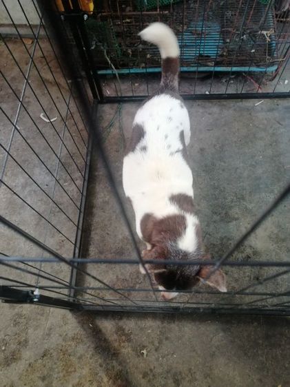 ชิวาวาเพศเมีย​อายุ 3 ปี​ไม่เคยผ่าคลอด​ไม่เคยทำหมันร่างกายแข็งแรงสมบูรณ์​ รูปที่ 9