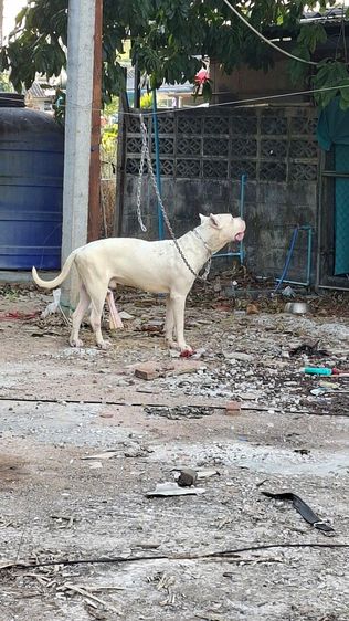 ลดราคาพ่อพันโดโกอาเจนติโน่