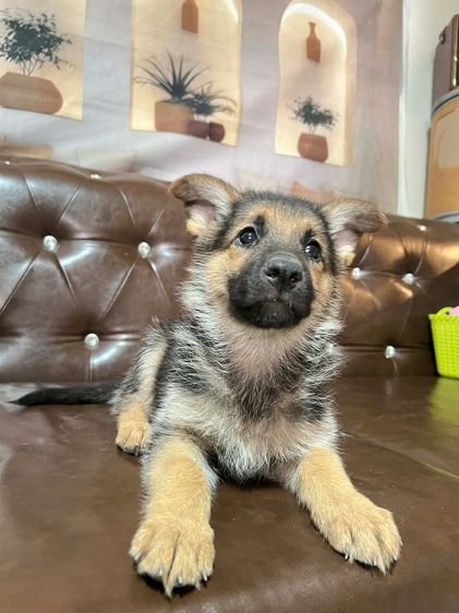 เยอรมันเชพเพิร์ด (German Shepherd) เล็ก ลูกสุนัขเยอรมันเชพเพิร์ด เพศเมีย