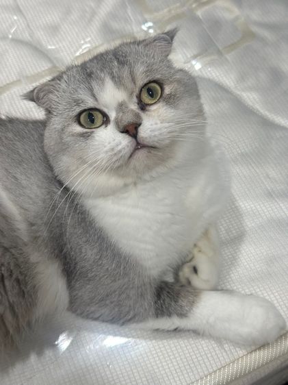 พ่อพันธุ์สก็อตติช รูปที่ 2