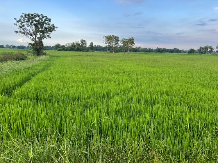 ขายที่นา 9 ไร่