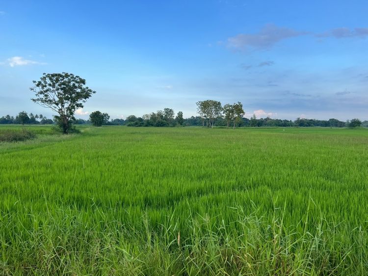 ไม่ใช่ ขายที่นา 9 ไร่ รูปที่ 2