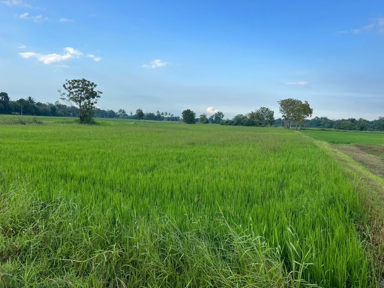 ไม่ใช่ ขายที่นา 9 ไร่ รูปที่ 4