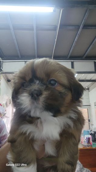ลูกสุนัขชิสุผสมปอม