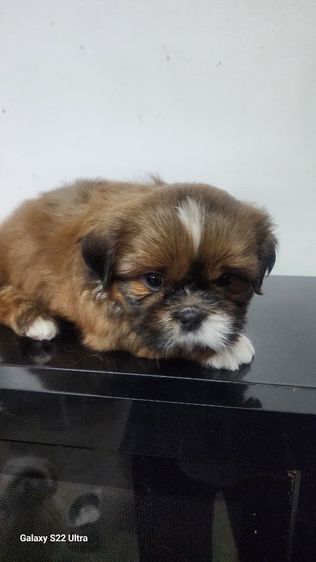 ลูกสุนัขชิสุผสมปอม รูปที่ 2