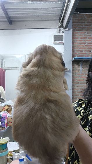 ลูกสุนัขชิสุผสมปอม รูปที่ 2