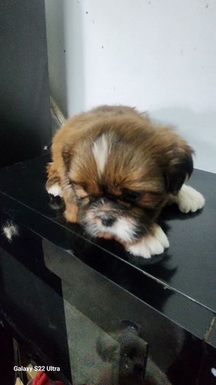 ลูกสุนัขชิสุผสมปอม รูปที่ 4