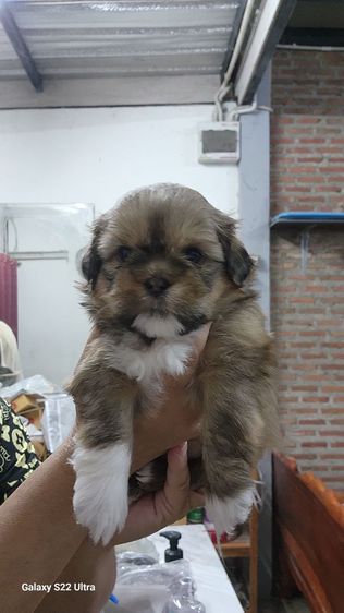 ลูกสุนัขชิสุผสมปอม รูปที่ 3
