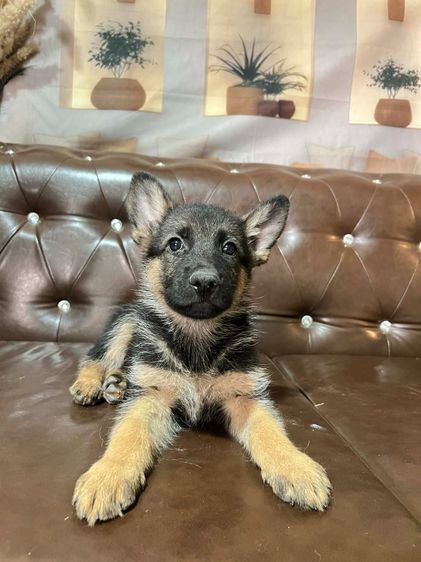 เยอรมันเชพเพิร์ด (German Shepherd) เล็ก ลูกสุนัขเยอรมันเชพเพิร์ด เพศเมีย