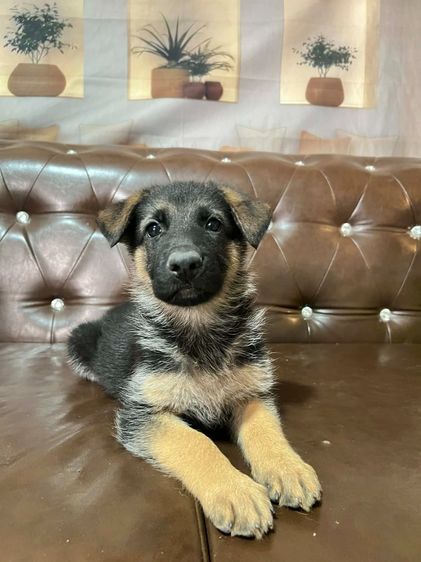 เยอรมันเชพเพิร์ด (German Shepherd) เล็ก ลูกสุนัขเยอรมันเชพเพิร์ด เพศเมีย