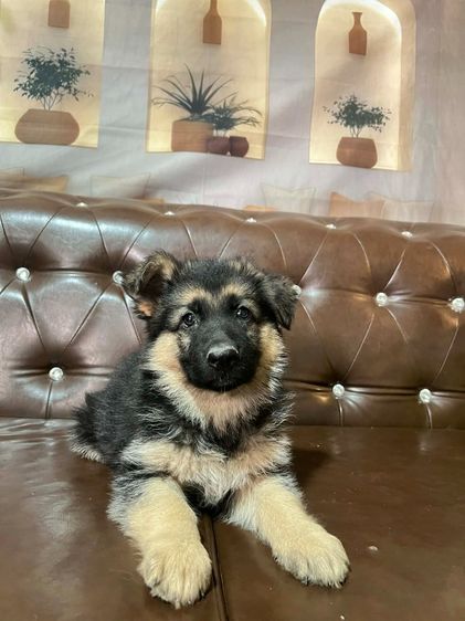เยอรมันเชพเพิร์ด (German Shepherd) เล็ก ลูกสุนัขเยอรมันเชพเพิร์ด เพศเมีย