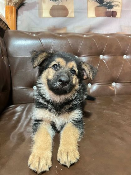 เยอรมันเชพเพิร์ด (German Shepherd) เล็ก ลูกสุนัขเยอรมันเชพเพิร์ด เพศเมีย