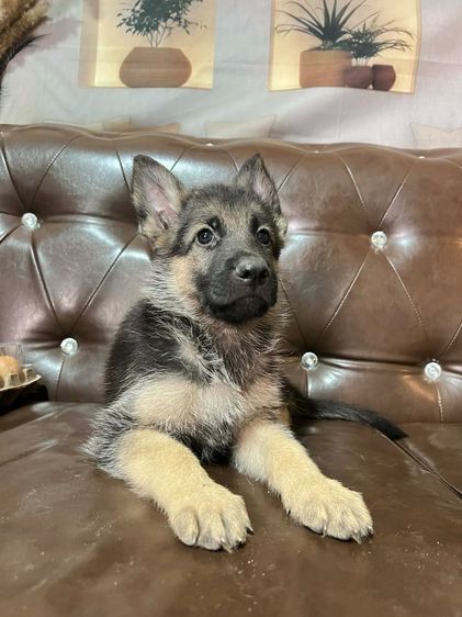เยอรมันเชพเพิร์ด (German Shepherd) เล็ก ลูกสุนัขเยอรมันเชพเพิร์ด เพศผู้